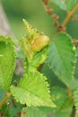 Closeup on elm sack gall aphid of the plant parasite Tetraneura ulmi Royalty Free Stock Photo