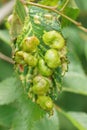 Closeup on elm sack gall aphid of the plant parasite Tetraneura ulmi in the field Royalty Free Stock Photo