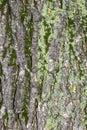 Closeup Embossed Tree Bark With Moss Texture For Background or Overlay