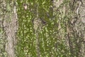 Closeup Embossed Tree Bark With Moss Texture For Background or Overlay