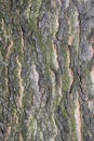 Closeup Embossed Tree Bark Texture For Background or Overlay