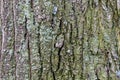 Closeup Embossed Tree Bark Texture With Green Moss