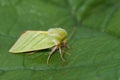 Closeup of the emerald green silver-lines moth, Pseudoips prasinana sitting on a green leaf