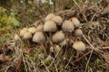 Closeup on an emerging cluster of glistening inky or shiny cap, Coprinellus micaceus, in the forest