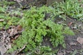 Closeup on an emerging cow parsley or wild chervil, Anthriscus sylvestris in the springtime Royalty Free Stock Photo