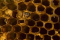 Background: Closeup of Emerging Dead Wasp in Nest