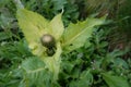 Closeup on an emerging flowerhead of a cabbage or Siberian thistle, Cirsium oleraceum