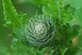 Closeup on an emerging flowering bud of the European marsch thistle, Cirsium palustre