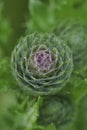 Closeup on an emerging flowering bud of the European marsch thistle, Cirsium palustre