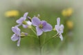 Closeup on the emerging soft pink flower of the spring Cuckooflower, Cardamine pratensis in a meadow Royalty Free Stock Photo
