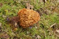 Closeup on an emerging Spounge morel ushroom , Morchella esculenta in a grassland