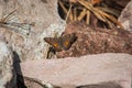 Closeup of an Emesis butterfly perched on a stone Royalty Free Stock Photo