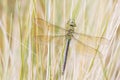 Closeup of a emperor dragonfly or blue emperor Anax imperator male, resting in vegetation Royalty Free Stock Photo