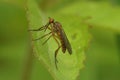 Closeup on Empis livida fly sitting on a green leaf