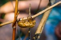 Closeup empty cicada shell on a tree branch Royalty Free Stock Photo