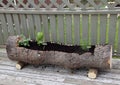 Hollowed out tree trunk herb planter