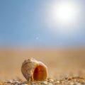 empty marine shell lie on sandy sea beach in light of sparkle sun