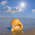 empty marine shell lie on sandy sea beach at the sunny day