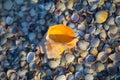 closeup empty marine shell lie on the sea beach