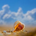 empty marine shell on sandy sea beach