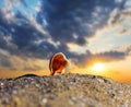 empty marine shell on sandy sea beach at the sunset