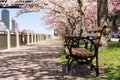 Closeup of an Empty Wood Bench on a Walkway lined with Flowering Cherry Blossom Trees on Roosevelt Island during Spring in New Yor