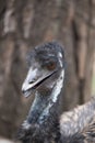 emu, australian bird with blurred brown background Royalty Free Stock Photo