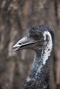 Closeup of emu, australian bird with blurred brown background Royalty Free Stock Photo