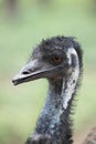 Closeup of emu, australian bird with blurred green background Royalty Free Stock Photo