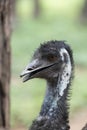 Closeup of emu, australian bird with blurred green background Royalty Free Stock Photo