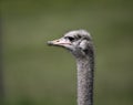 Closeup of an emu at Whipsnade Zoo, looking aside with a blurred green background