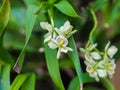 Closeup of Encyclia Radiata Orchid Flower