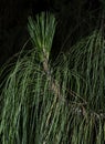 Long Drooping Needles of a Longleaf Pine