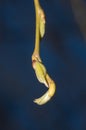 Closeup on end of Weeping Golden Willow branch with buds Royalty Free Stock Photo