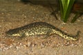 Closeup on the endangered African Algerian ribbed newt, Pleurodeles nebulosus