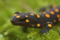 Closeup of an endangered Anatolian newt (Neurergus strauchii) sitting on a plant Royalty Free Stock Photo