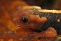 Closeup on the endangered and colorful Mandarine newt, Tylototriton shanjing Royalty Free Stock Photo