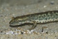 Closeup on an endangered European Sardinian brook salamander, Euproctus platycephalus