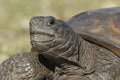 Closeup of an Endangered Gopher Tortoise Royalty Free Stock Photo