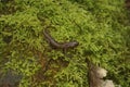 Closeup on the endangered lungless Californian limestone salamander, Hydromantes brunus at Merced River