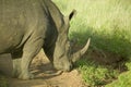 Closeup of endangered White Rhino at Lewa Wildlife Conservancy, North Kenya, Africa Royalty Free Stock Photo