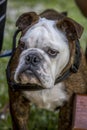 Closeup of English bulldog Face