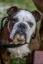 Closeup of English bulldog Face