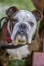 Closeup of English bulldog Face