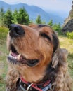 Closeup of an English Cocker Spaniel, Sable variety