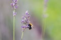 Closeup of an English lavender flower with a bee on it in a garden with blurred background Royalty Free Stock Photo