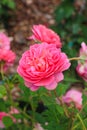 English pink rose Princess Alexandra of Kent - shrub rose bred by David Austin