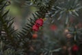 Closeup of english yew taxus baccata fruits