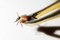 Closeup of engorged tick held by tweezers isolated on white