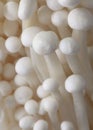 Closeup of Enoki Mushrooms